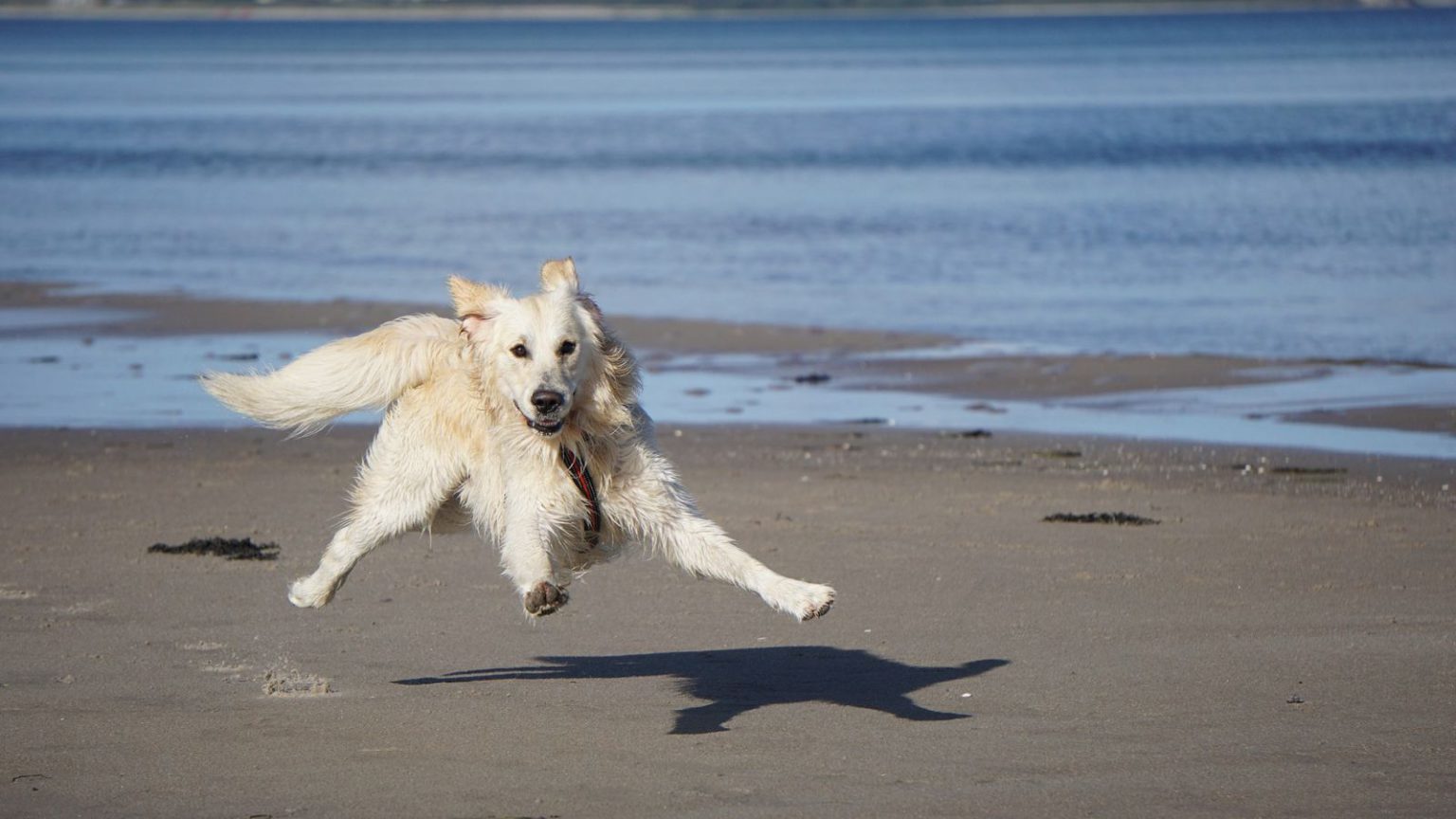 Glamping in Nederland samen met je hond? Country Camp